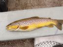 1lbs 4oz Toftingall Trout caught by John Coughtrie